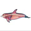 4D Dolphin Anatomy Model, Organ Anatomy Medical for Animal Teaching Demonstration,Detachable 18 Parts for Animal Teaching Demonstration Science Study view 4