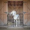 0.8" Thick Heavy Duty Steel Frame Horse Stall Gate, Safe & Durable Two-Way Horse Stall Guard for Racecourse, 52" Wide X 42" High Stall Guards for Horses, Fits Standard Barn Doorways view 1