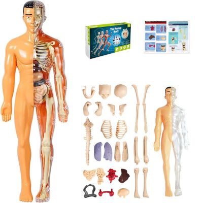 3D Human Body Model for Kids, Clear Skeleton Anatomy Toy with Removable Organs, Educational STEM Science Kit for Classroom & Home Learning, Halloween Deco(Style2)