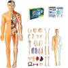 3D Human Body Model for Kids, Clear Skeleton Anatomy Toy with Removable Organs, Educational STEM Science Kit for Classroom & Home Learning, Halloween Deco(Style2) view 1