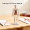 3D Human Body Model for Kids, Clear Skeleton Anatomy Toy with Removable Organs, Educational STEM Science Kit for Classroom & Home Learning, Halloween Deco(Style2) view 3