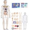 3D Human Body Model for Kids, Clear Skeleton Anatomy Toy with Removable Organs, Educational STEM Science Kit for Classroom & Home Learning, Halloween Deco(Style2) view 4