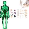 3D Human Body Model for Kids, Clear Skeleton Anatomy Toy with Removable Organs, Educational STEM Science Kit for Classroom & Home Learning, Halloween Deco(Style3) view 1