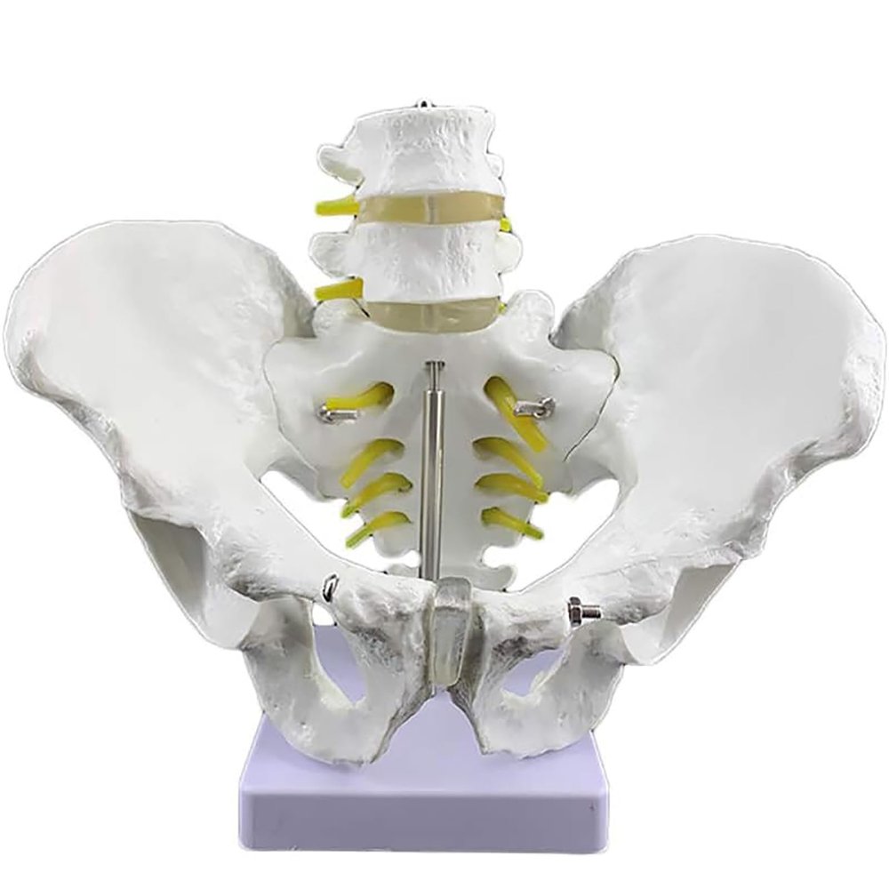 Life Size Male Pelvis Model, Medical Anatomical Male Hip Bone Pelvi Model Anatomy, Pelvis Skeleton Model, PVC Materia for Study Teaching Display