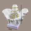 Life Size Male Pelvis Model, Medical Anatomical Male Hip Bone Pelvi Model Anatomy, Pelvis Skeleton Model, PVC Materia for Study Teaching Display view 3