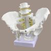 Life Size Male Pelvis Model, Medical Anatomical Male Hip Bone Pelvi Model Anatomy, Pelvis Skeleton Model, PVC Materia for Study Teaching Display view 4