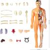 3D Human Body Model for Kids, Clear Skeleton Anatomy Toy with Removable Organs, Educational STEM Science Kit for Classroom & Home Learning, Halloween Deco(Style1) view 4