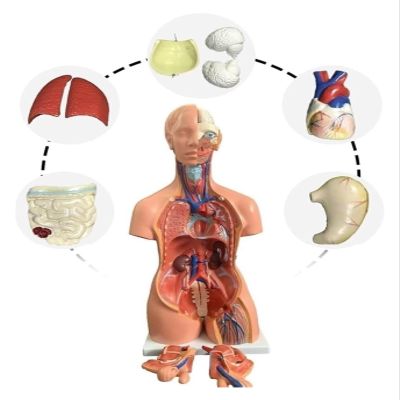 4D Human Organ Anatomical Assembly Model,55cm Detachable Human Organ Full Body Anatomical Model,for Classroom Medical Study Teaching Education