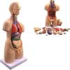 4D Human Organ Anatomical Assembly Model,55cm Detachable Human Organ Full Body Anatomical Model,for Classroom Medical Study Teaching Education view 2