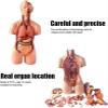 4D Human Organ Anatomical Assembly Model,55cm Detachable Human Organ Full Body Anatomical Model,for Classroom Medical Study Teaching Education view 3