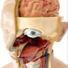 4D Human Organ Anatomical Assembly Model,55cm Detachable Human Organ Full Body Anatomical Model,for Classroom Medical Study Teaching Education view 4