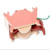 BS Toys Pull The Crab - Wooden Toy - Cord Crab for Kids - Develops Coordination and Balance view 2