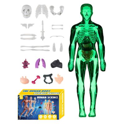 3D Human Anatomy Model - Life-Size Educational Torso with Removable Organs for Interactive Learning, Anatomical Science Kit with Detailed Parts for Students, Teachers, Home, Classroom, Homeschooling