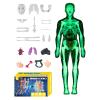 3D Human Anatomy Model - Life-Size Educational Torso with Removable Organs for Interactive Learning, Anatomical Science Kit with Detailed Parts for Students, Teachers, Home, Classroom, Homeschooling view 1