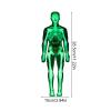 3D Human Anatomy Model - Life-Size Educational Torso with Removable Organs for Interactive Learning, Anatomical Science Kit with Detailed Parts for Students, Teachers, Home, Classroom, Homeschooling view 2