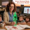 3D Human Anatomy Model - Life-Size Educational Torso with Removable Organs for Interactive Learning, Anatomical Science Kit with Detailed Parts for Students, Teachers, Home, Classroom, Homeschooling view 3