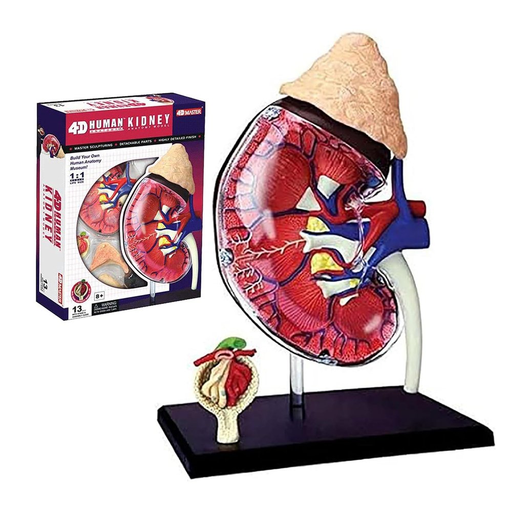 4D Human Kidney Anatomy Model,1:1 Life-Size Kidney Organs Model,with Detachable 13 Parts Human Anatomy,for Students Science Medical Teaching Models Medical Anatomy