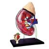 4D Human Kidney Anatomy Model,1:1 Life-Size Kidney Organs Model,with Detachable 13 Parts Human Anatomy,for Students Science Medical Teaching Models Medical Anatomy view 2