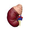 4D Human Kidney Anatomy Model,1:1 Life-Size Kidney Organs Model,with Detachable 13 Parts Human Anatomy,for Students Science Medical Teaching Models Medical Anatomy view 4