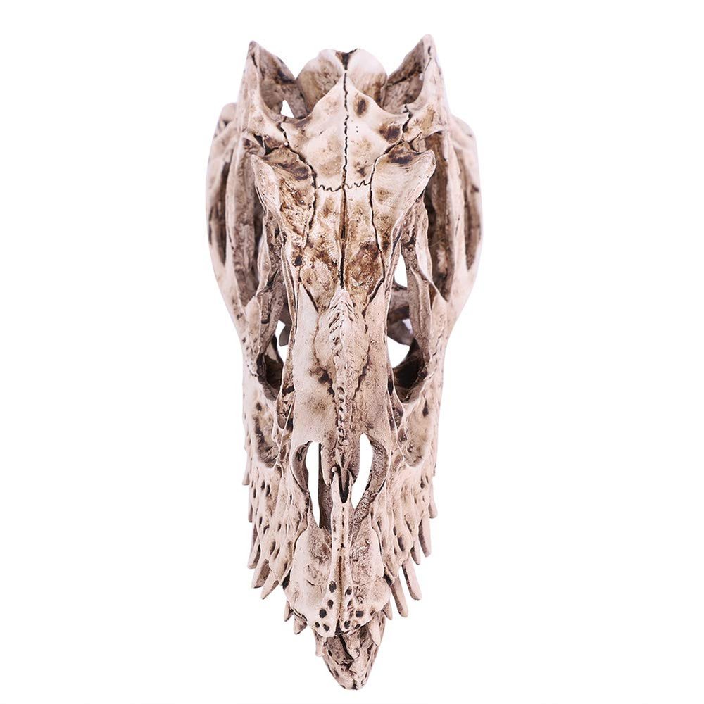 Keenso EcoFriendly Dinosaur Skull Model Lifelike Animal Skeleton Decor Craft for Living Room, Office Desk Display Teaching Prop for Dinosaur Enthusiasts