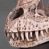 Keenso EcoFriendly Dinosaur Skull Model Lifelike Animal Skeleton Decor Craft for Living Room, Office Desk Display Teaching Prop for Dinosaur Enthusiasts view 2