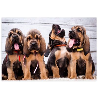 1000 Pieces Puzzles Beautiful Puppies Bloodhound Light Relieving Games for Everyone Perfectly for Home Decor