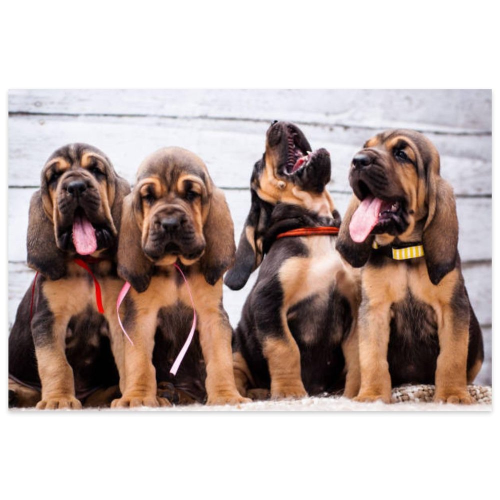 1000 Pieces Puzzles Beautiful Puppies Bloodhound Light Relieving Games for Everyone Perfectly for Home Decor