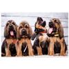 1000 Pieces Puzzles Beautiful Puppies Bloodhound Light Relieving Games for Everyone Perfectly for Home Decor view 1