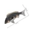 Beaupretty Realistic Fish Model Solid Animal Figurine Educational Cognitive for Decorative Aquarium Ornament view 2
