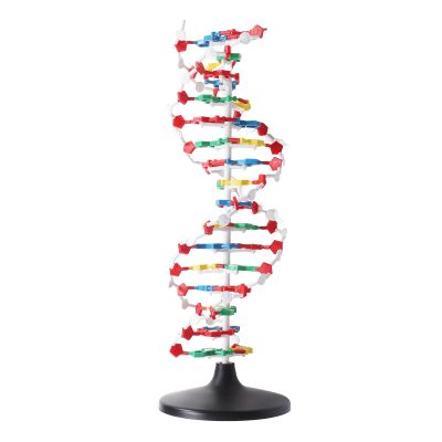 3D DNA Model, DNA Model Kit, DNA Structure Model Plastic Educational Double Helix DNA Model Unique Design Ideal for Biology Teaching