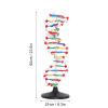 3D DNA Model, DNA Model Kit, DNA Structure Model Plastic Educational Double Helix DNA Model Unique Design Ideal for Biology Teaching view 2