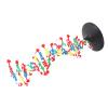 3D DNA Model, DNA Model Kit, DNA Structure Model Plastic Educational Double Helix DNA Model Unique Design Ideal for Biology Teaching view 4