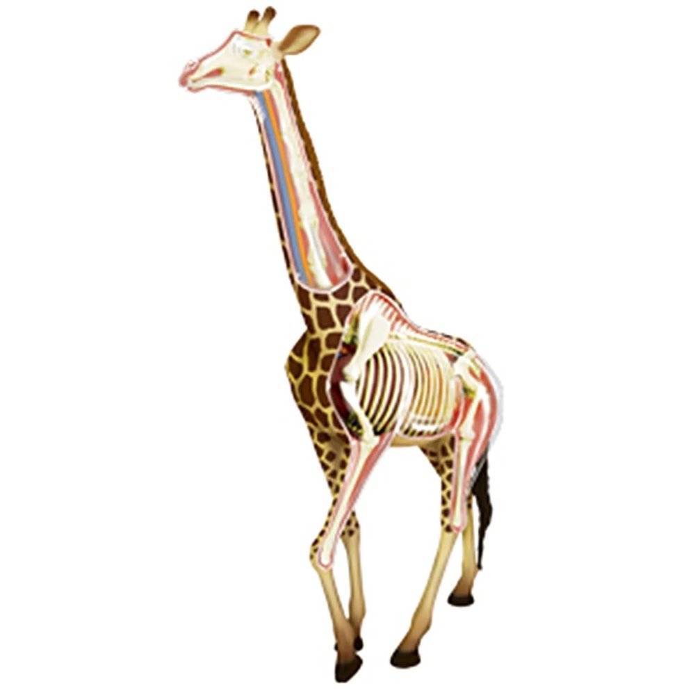 4D Giraffe Anatomy Model, Giraffe Organ Skeleton Model Half-Transparent Simulation with Fully Detachable 27 Organs and Body Parts, for Organ Body Study Skeleton Anatomy Teaching Model.