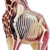 4D Giraffe Anatomy Model, Giraffe Organ Skeleton Model Half-Transparent Simulation with Fully Detachable 27 Organs and Body Parts, for Organ Body Study Skeleton Anatomy Teaching Model. view 4