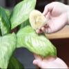 LLTCMAOYI Montessori Cleaning Sponge, Natural Sponge, for Cleaning Leaves view 4
