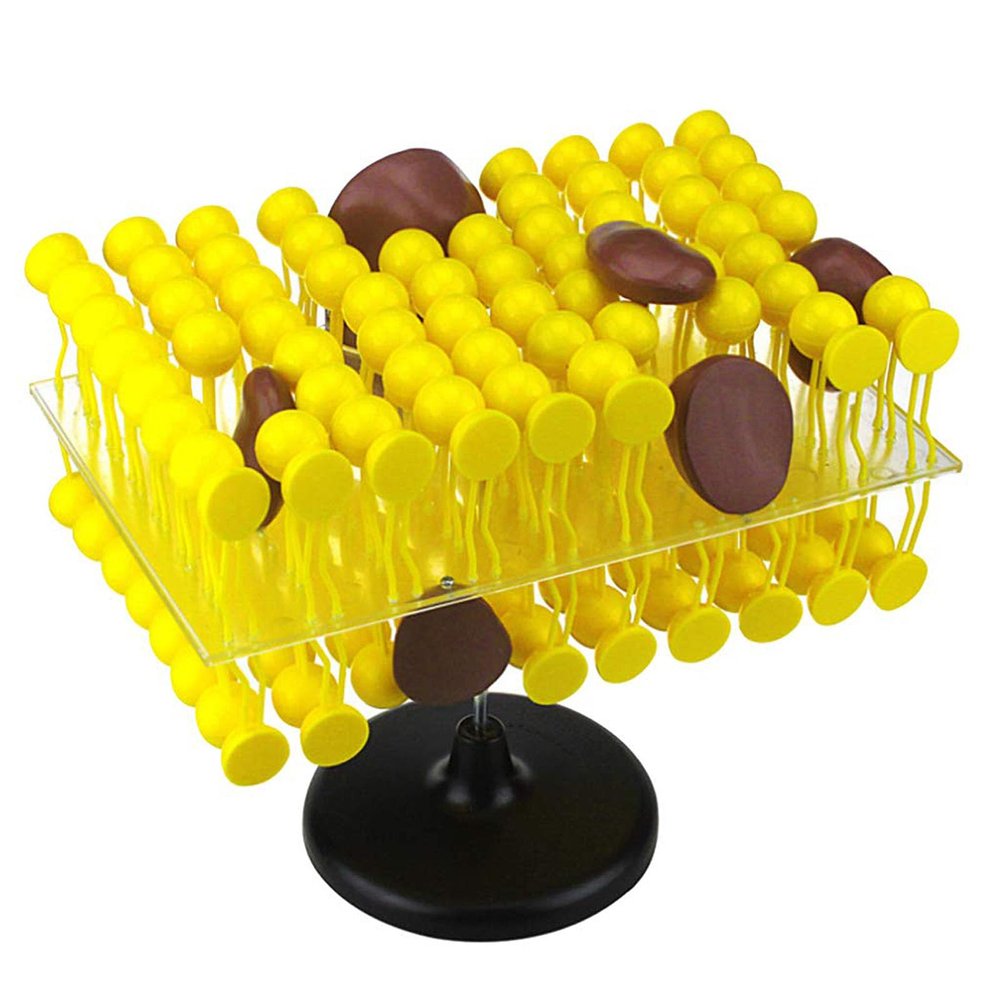 3D Lipid Bilayer Model for Teaching, Bilayer Cell Membrane Structure Teaching Model Fluid Mosaic Model for School Lab Demonstration