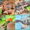 CIUGEO 12 PCS Wind Up Dinosaur Toys for Kids Ages 3 4 5 6 7 8, Bulk Windup Dinosaur Walking Swimming Jumping Flipping Clockwork Toys Stocking Stuffers for Kids Party Favors, Xmas Gifts view 4