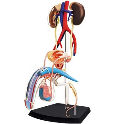 4D Male Reproductive Anatomy Male Reproductive System for Science Medical Classroom Study Teaching & Dis