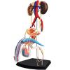 4D Male Reproductive Anatomy Male Reproductive System for Science Medical Classroom Study Teaching & Dis view 1