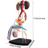 4D Male Reproductive Anatomy Male Reproductive System for Science Medical Classroom Study Teaching & Dis view 2