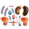 4D Male Reproductive Anatomy Male Reproductive System for Science Medical Classroom Study Teaching & Dis view 3