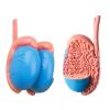 4D Male Reproductive Anatomy Male Reproductive System for Science Medical Classroom Study Teaching & Dis view 4