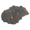Aqur2020 Dinosaur World Model, Static Display, Plastic, Parent-Child Interaction, Tree Root Pedestal, Educational Game view 4