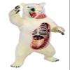 4D Vision Polar Bear Anatomy Model view 1