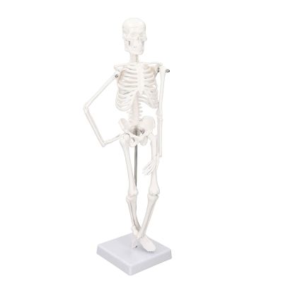 45cm Human Body Model Human Skeleton Model with Detachable Joints Human Organ for Educational Demonstration Teaching molds
