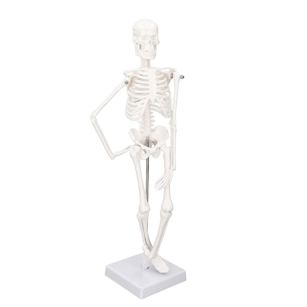 45cm Human Body Model Human Skeleton Model with Detachable Joints Human Organ for Educational Demonstration Teaching molds