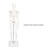 45cm Human Body Model Human Skeleton Model with Detachable Joints Human Organ for Educational Demonstration Teaching molds view 2