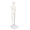 45cm Human Body Model Human Skeleton Model with Detachable Joints Human Organ for Educational Demonstration Teaching molds view 3