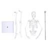45cm Human Body Model Human Skeleton Model with Detachable Joints Human Organ for Educational Demonstration Teaching molds view 4