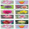 100pcsBeauty RomanceFavor 5Packs ColorfulLOVE Invitations-100Pcs view 3